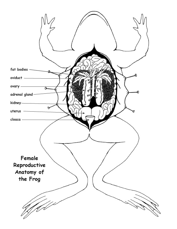 Free Science Coloring Pages