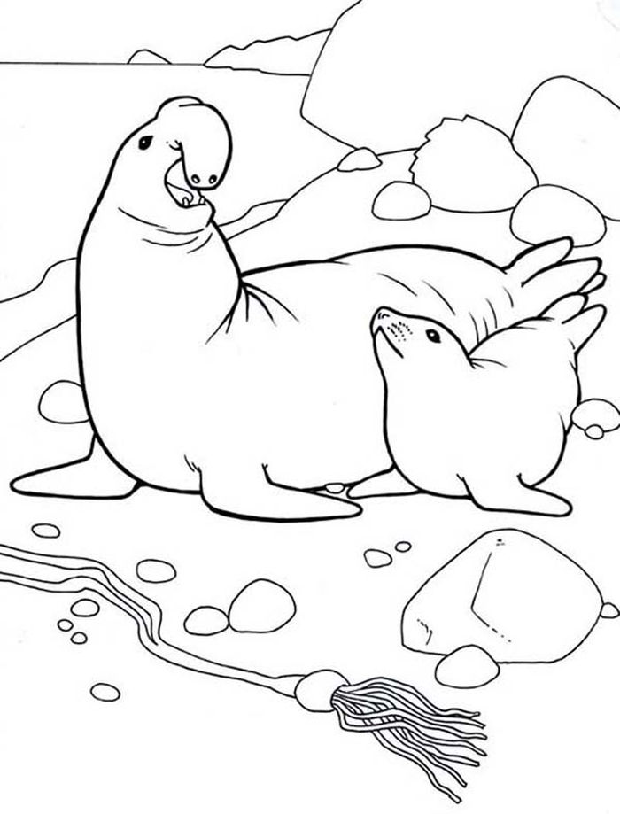 Adult Coloring Pages Seal