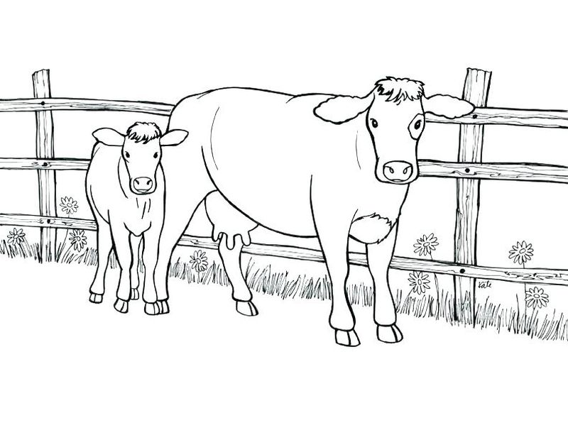 Cow Cartoon Coloring Pages