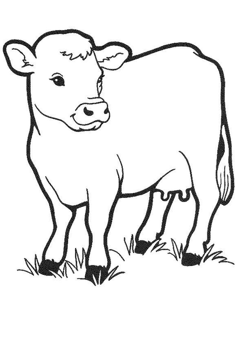 Cow Face Coloring Pages