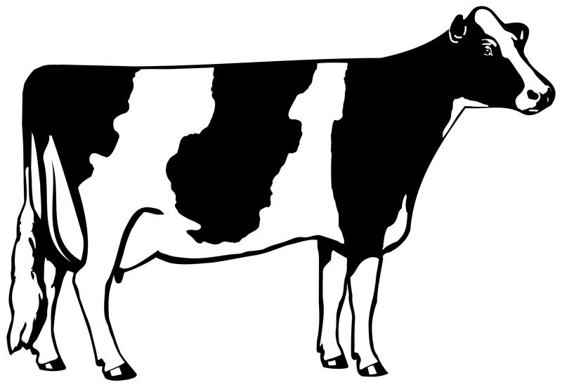 Cute Cow Coloring Pages