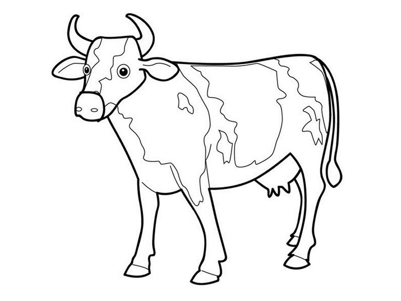 Dairy Cow Coloring Pages