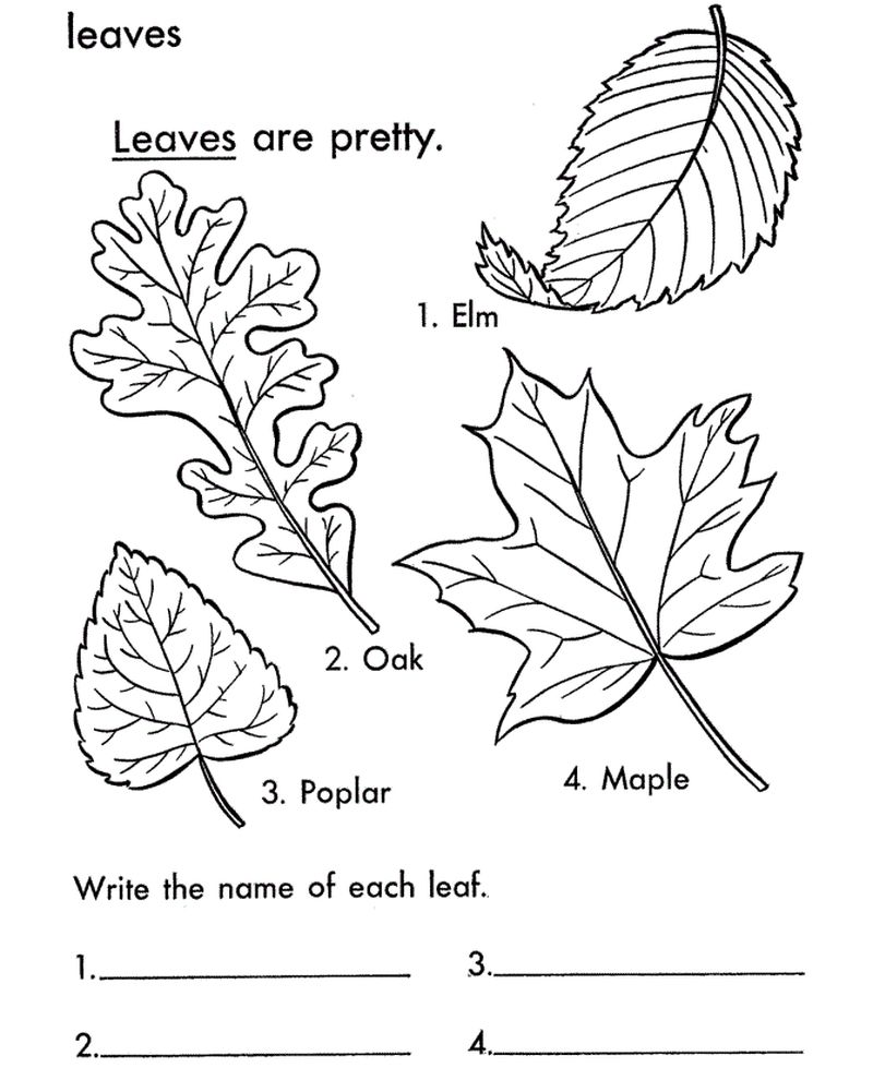 Four Leaf Clover Coloring Page