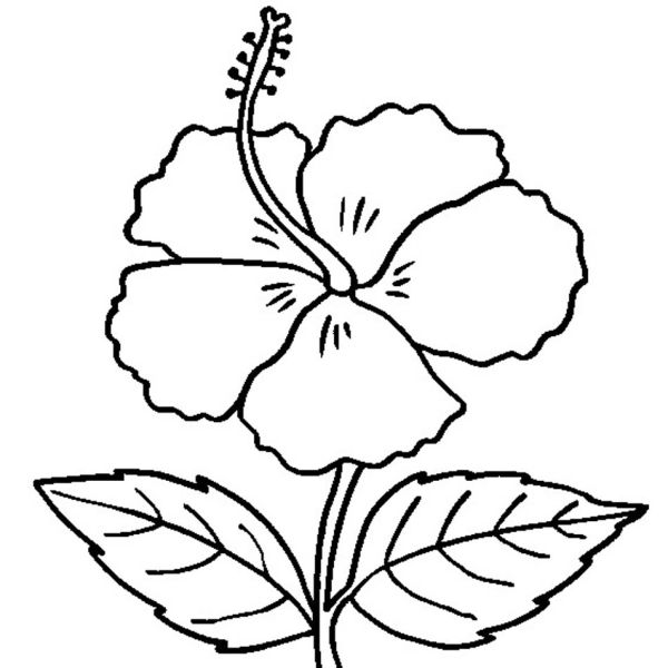 Free Printable Hibiscus Coloring Pages