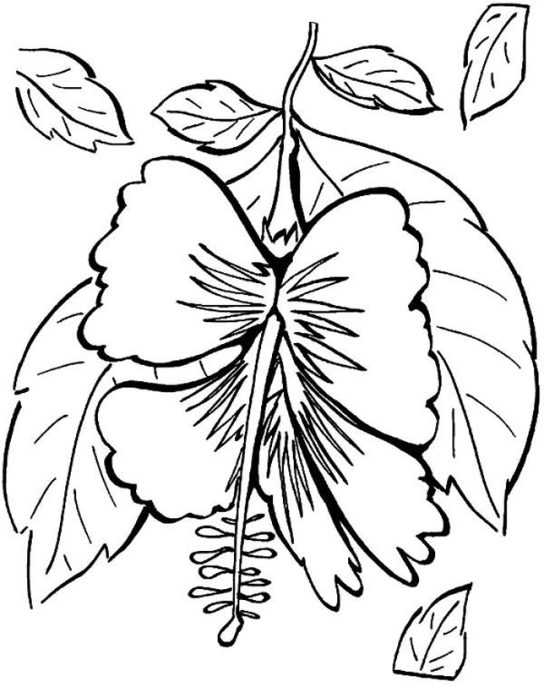 Hibiscus Of Hawaii Coloring Pages Coloring Sun