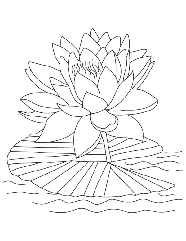 Lotus Coloring Pages to Print