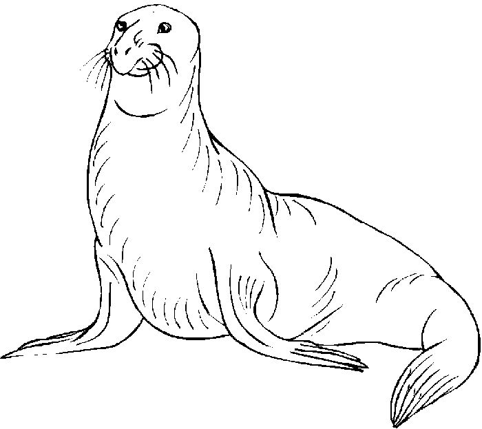 Monk Seal Coloring Pages