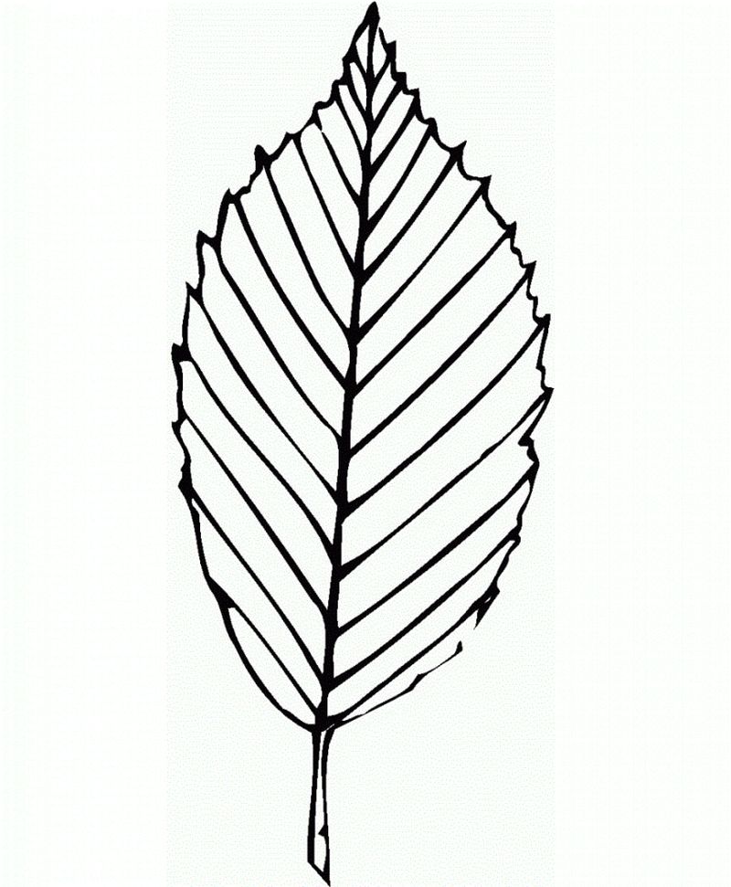 Oak Leaf Coloring Page