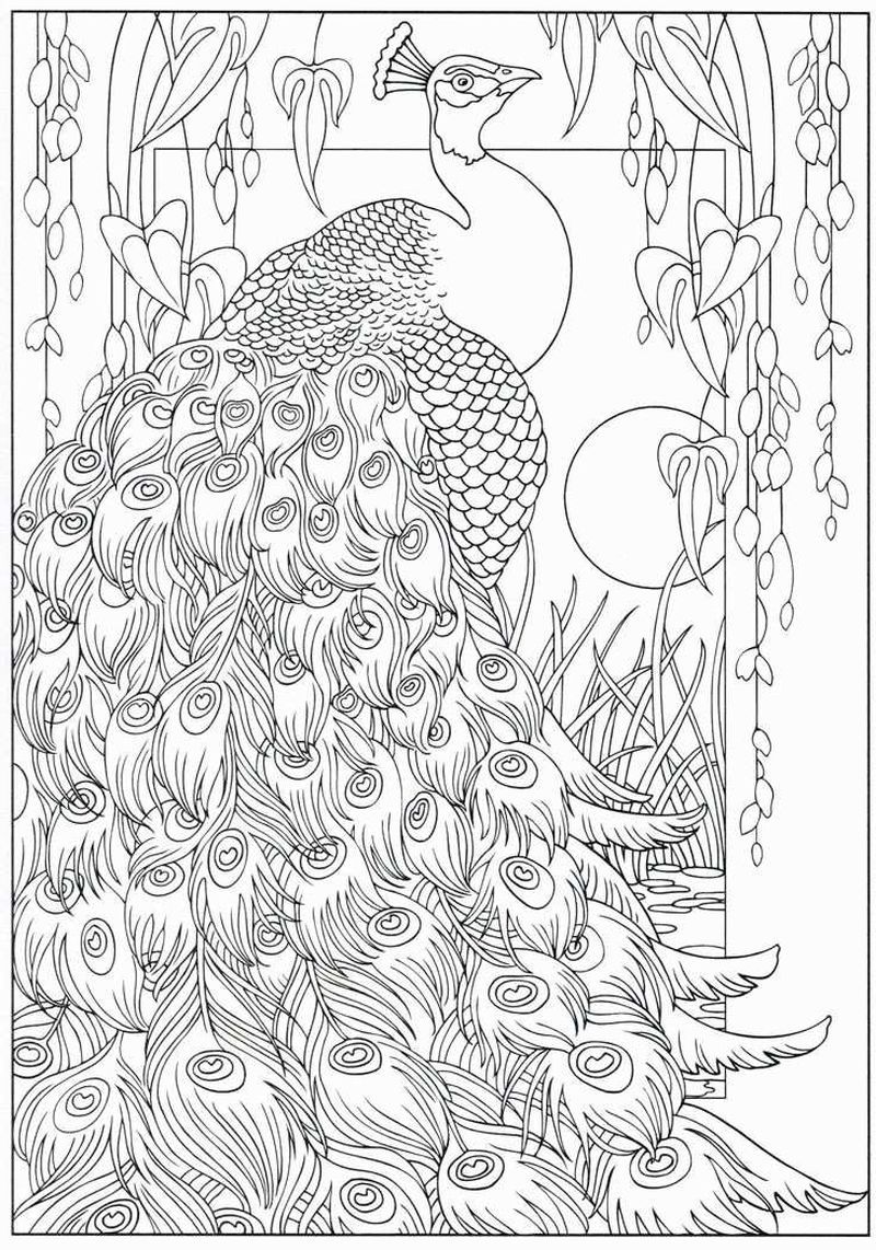 Peacock Coloring Pages For Kids