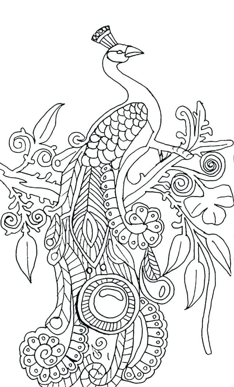 Peacock Coloring Pages Pdf