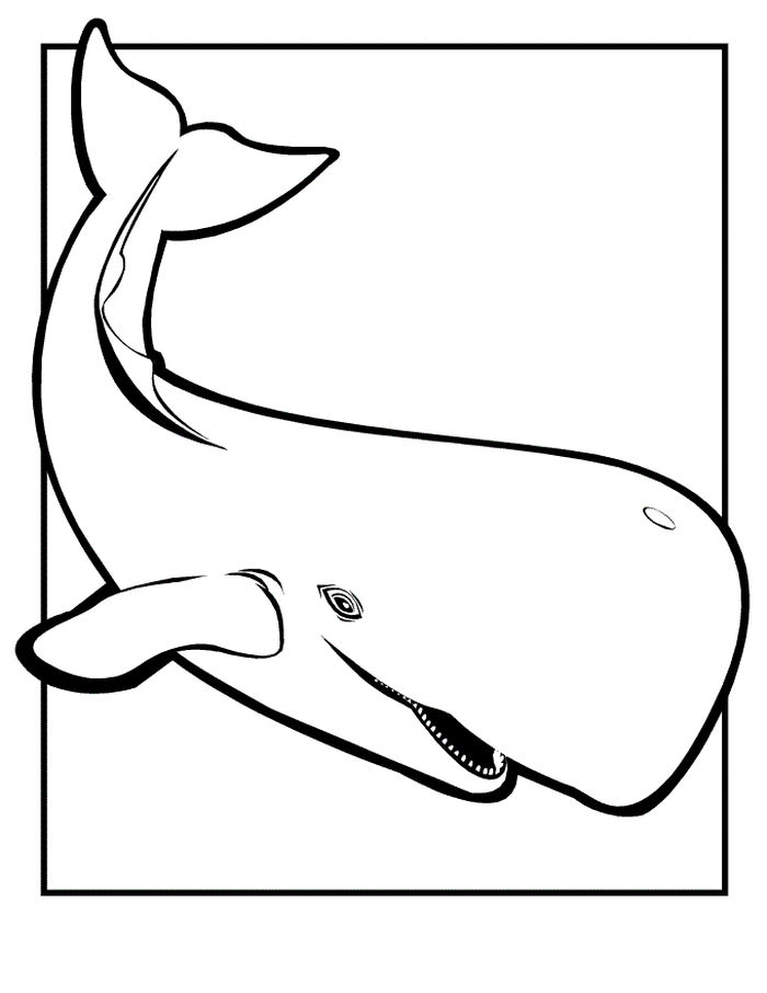 Sperm Whale Coloring Pages