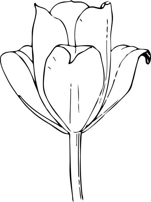 Tulip Coloring Pages Pictures