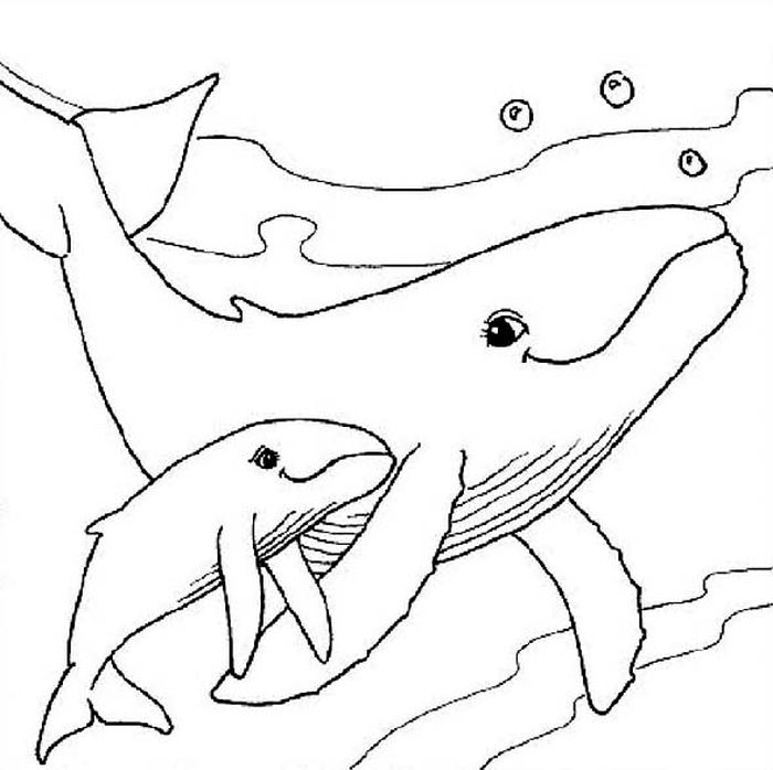 Whale Coloring Pages Free Printable