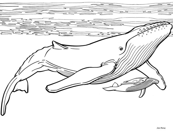 Whale Shark Coloring Pages