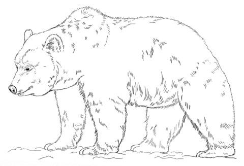 bear coloring pages printable