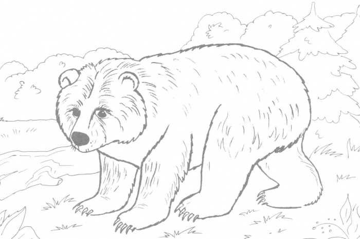 bear coloring pages to print