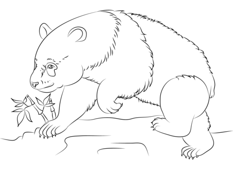 bear face coloring pages