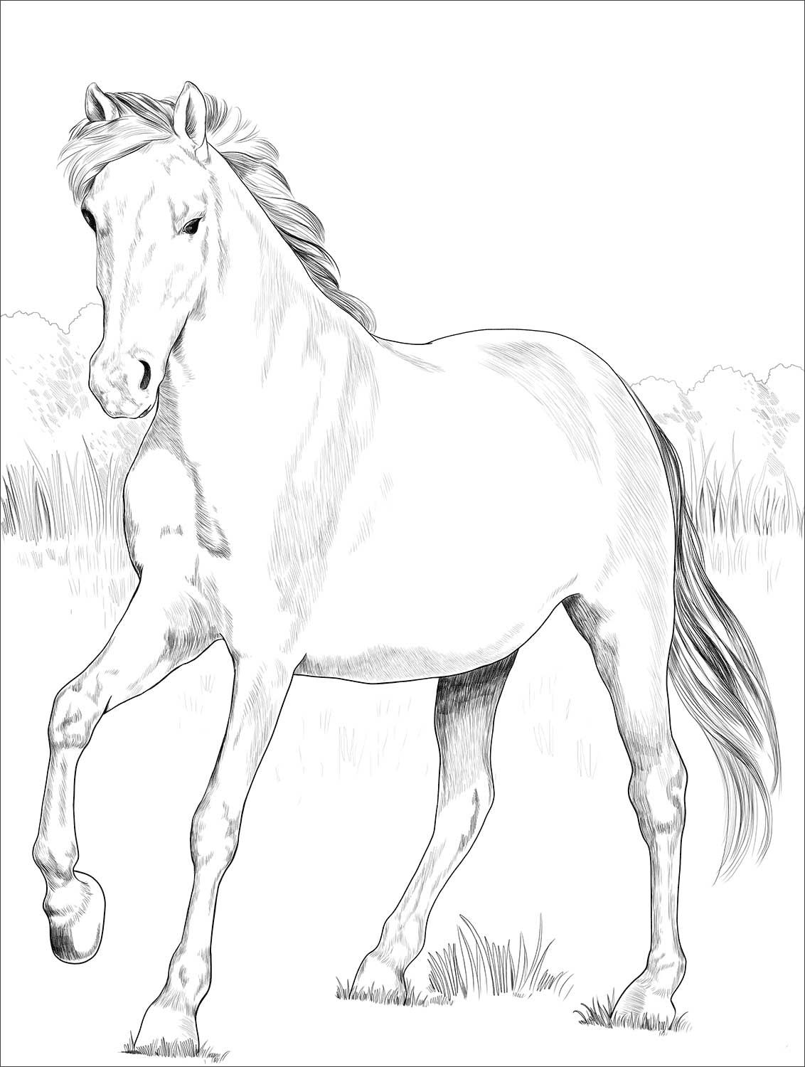 wild mustang coloring pages