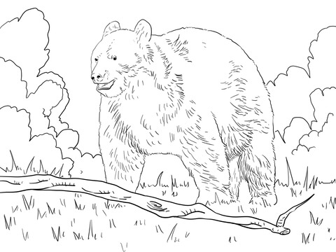 grizzly bear coloring pages