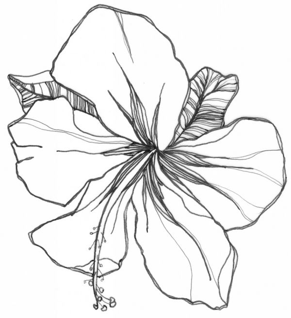 hibiscus flower coloring books to print