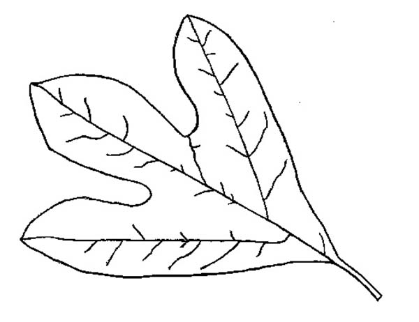 leaf coloring pages for kindergarten