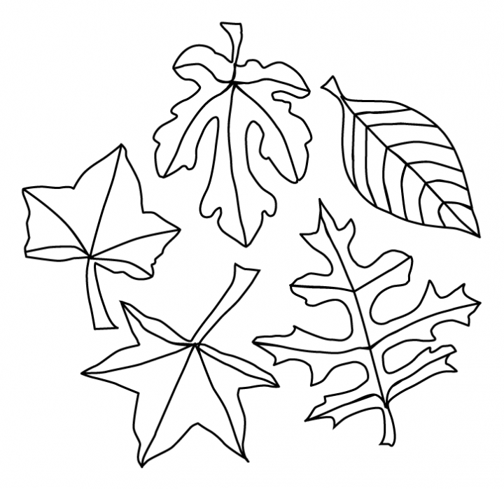 leaf coloring pages for preschool