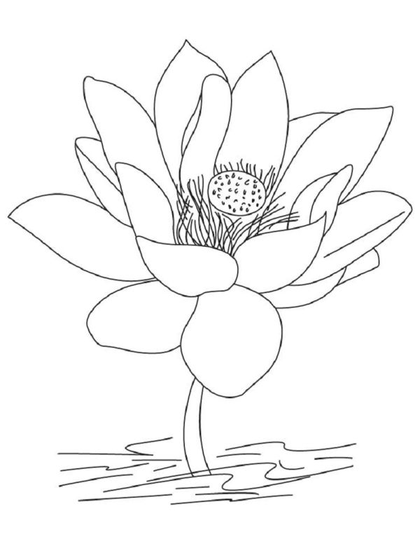 lotus flower coloring page