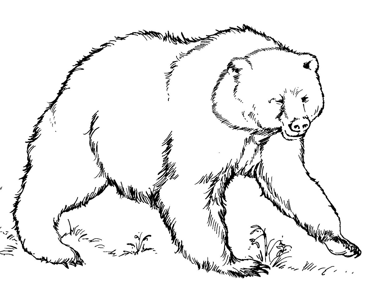 printable bear coloring pages