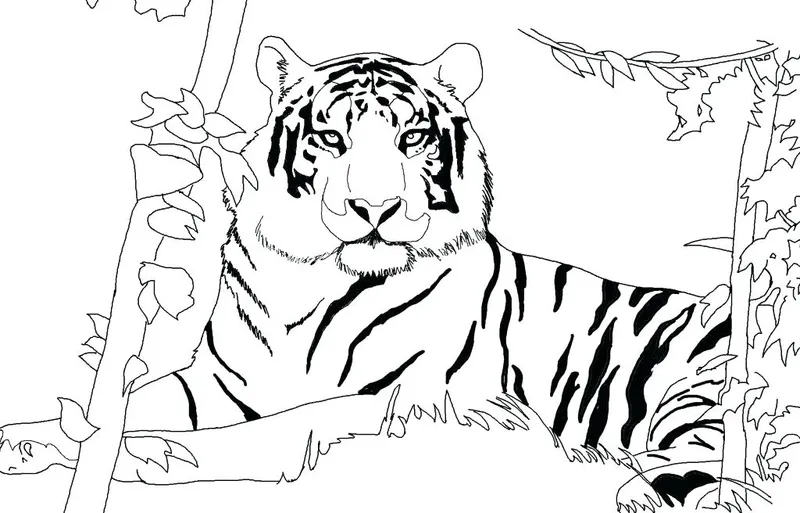 Bengal Tiger Coloring Pages