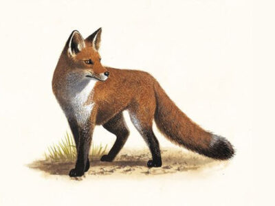 Fox