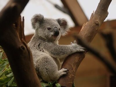 Koala