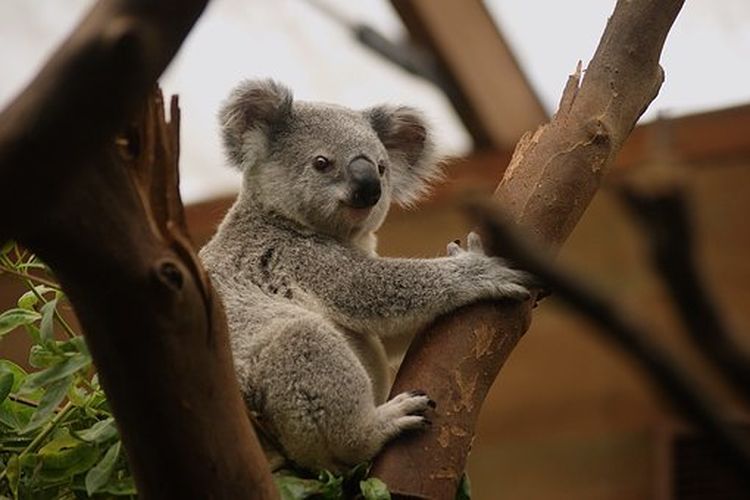 Koala