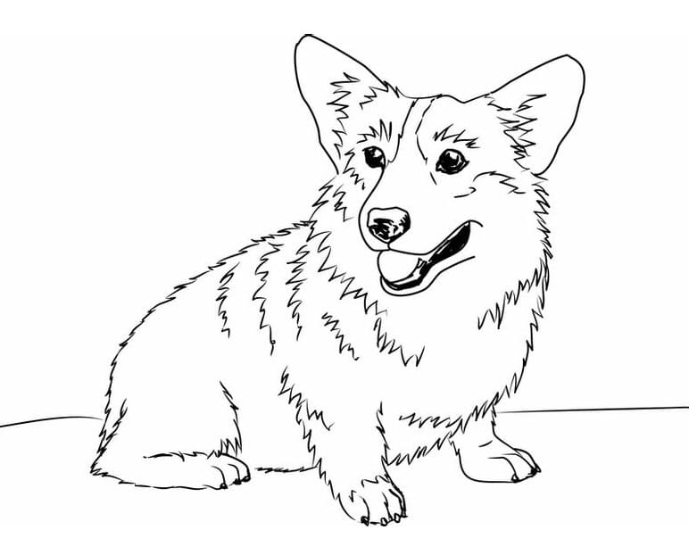 Pet Corgi coloring page