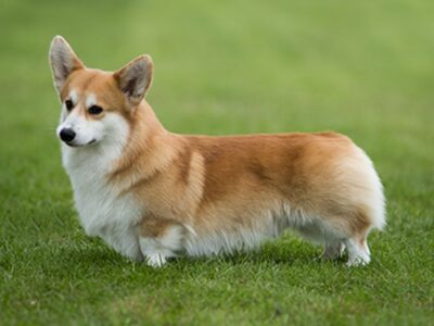 welsh corgi