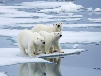 Polar bears ice floe norway