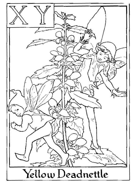 Alphabet Fairy Yellow Deadnettle Coloring Pages