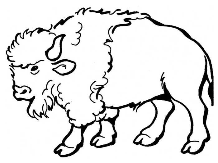 American Bison Kansas State Animal Coloring Page