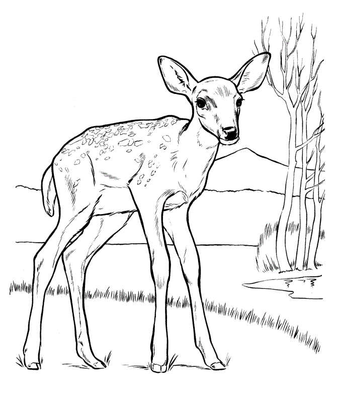 Animal Coloring Page