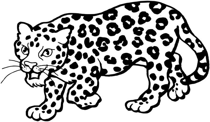 Baby Snow Leopard Coloring Pages