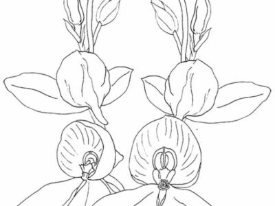 Beautiful Orchid Coloring Page