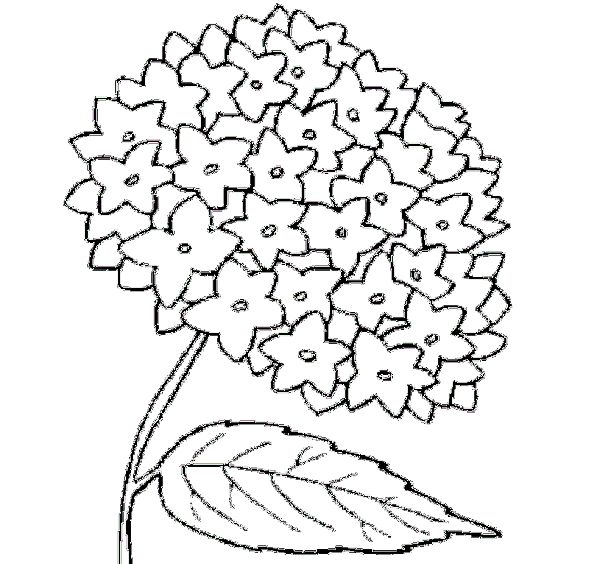 Best Hydrangea Flower Coloring Sheets