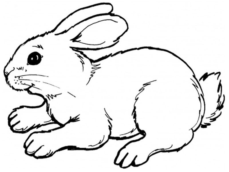 Bunny Coloring Pages