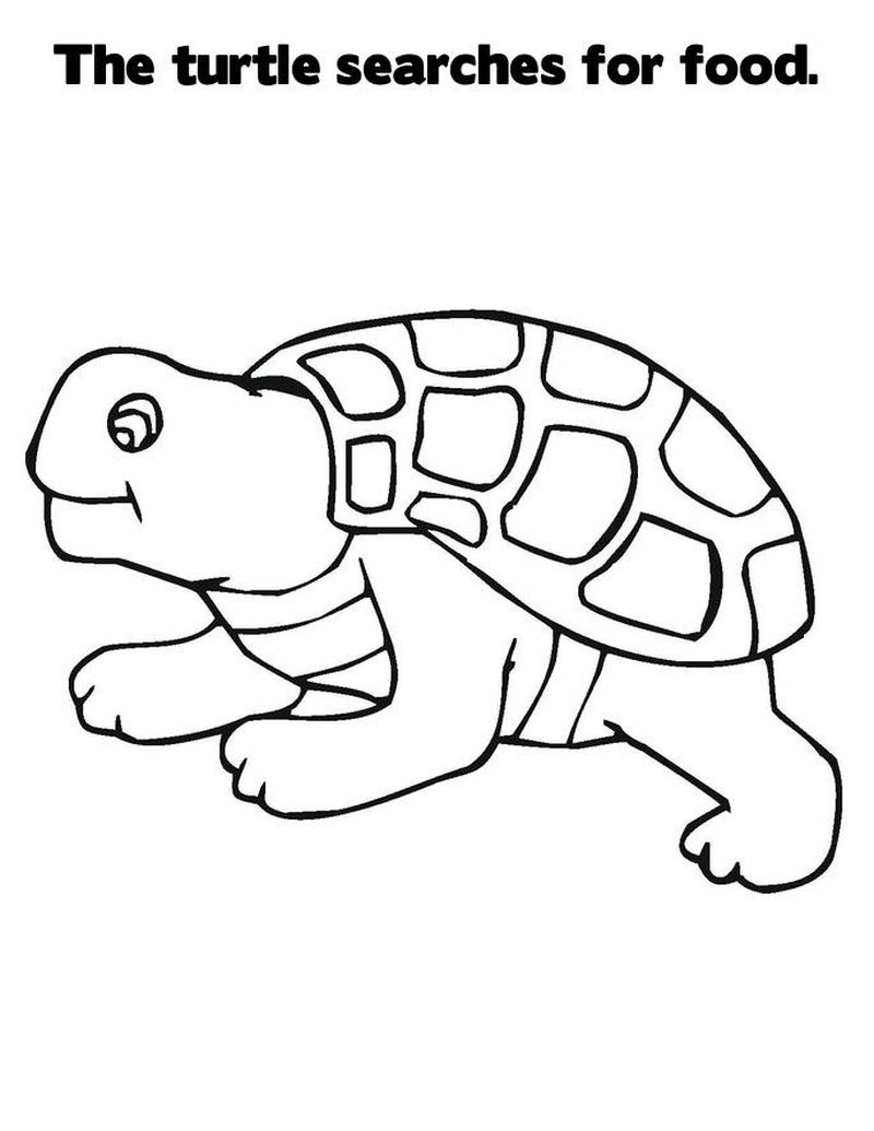 Cartoon Turtle Coloring Pages