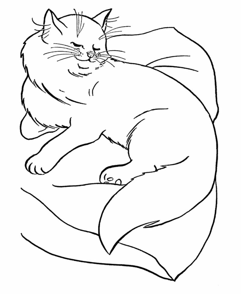 Cat Coloring Sheet Printable