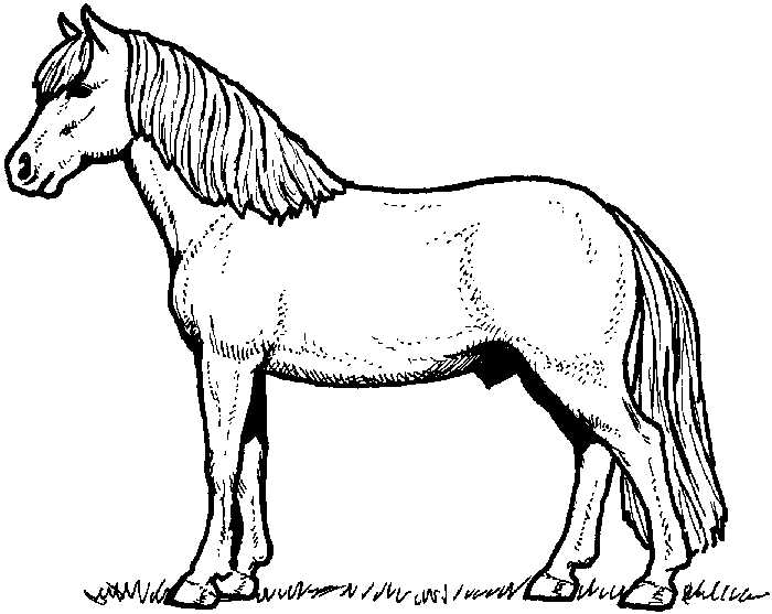 Coloring Page Of A Horse