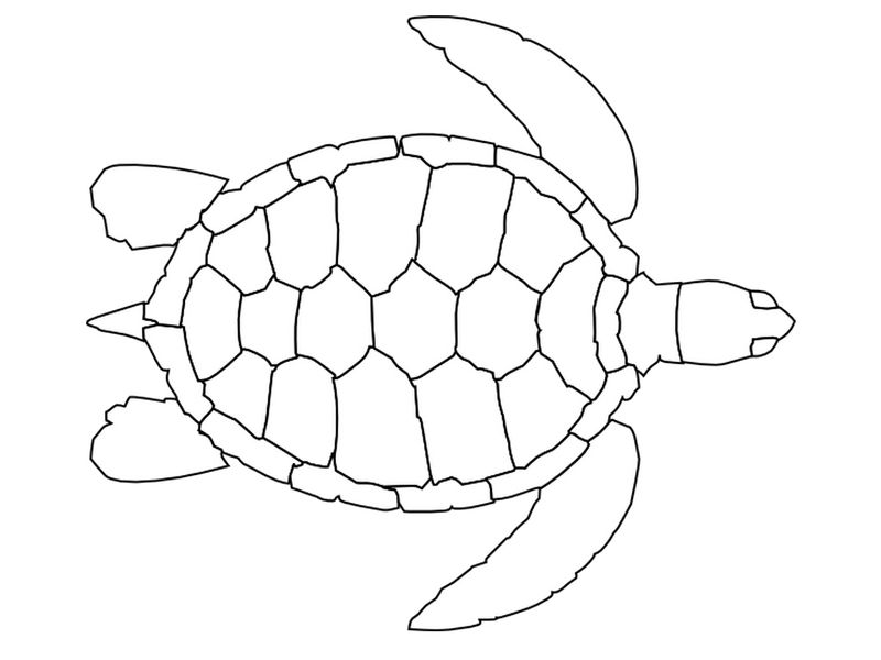 Coloring Page Turtle