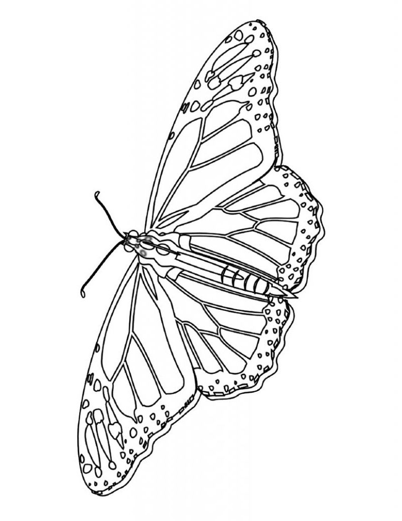 Coloring Page of Butterfly