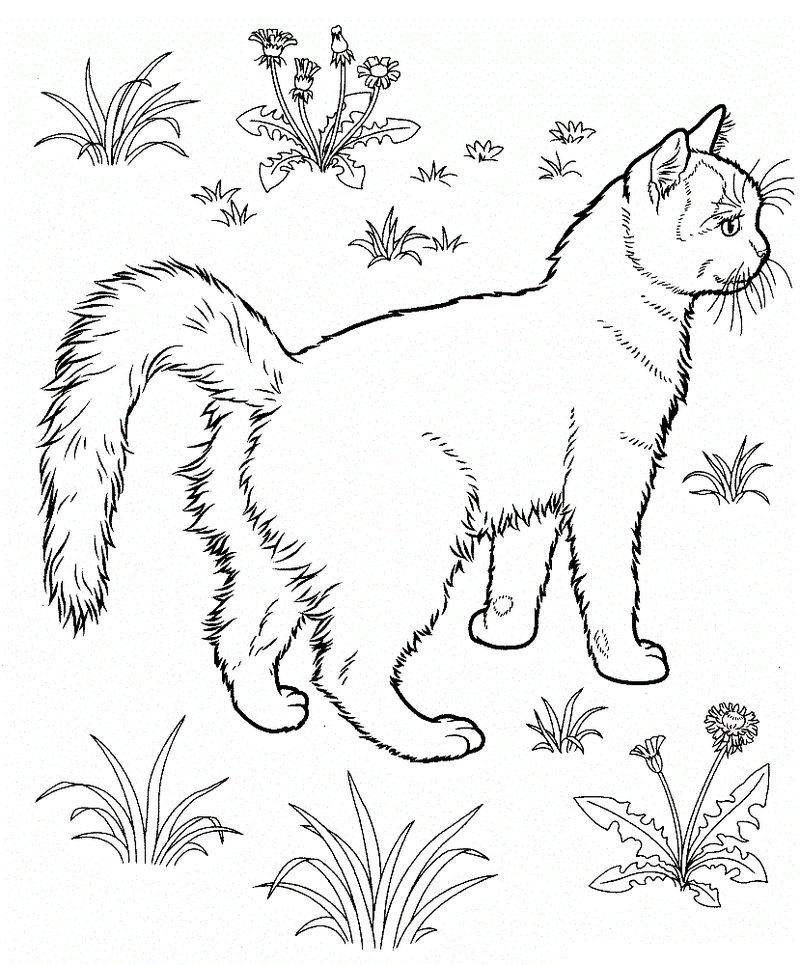 Coloring Page of a Cat