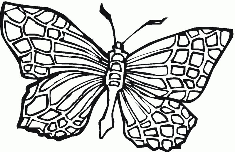 Coloring Pages Butterfly