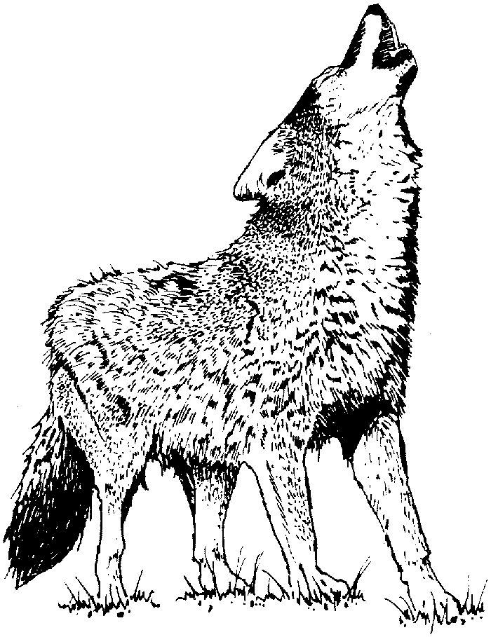 Coloring Pages Wolves